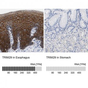 Anti-TRIM29 antibody produced in rabbit 