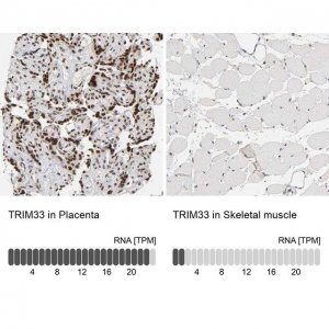Anti-TRIM33 antibody produced in rabbit 