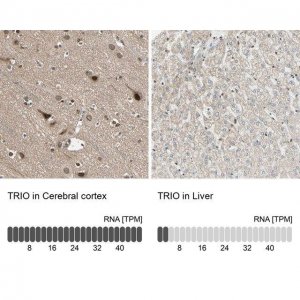 Anti-TRIO antibody produced in rabbit 