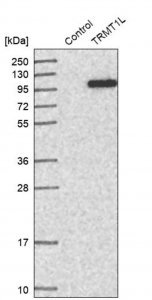 Anti-TRMT1L antibody produced in rabbit 