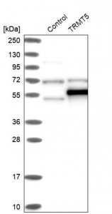 Anti-TRMT5 antibody produced in rabbit 