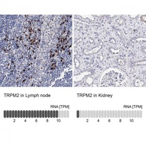 Anti-TRPM2 antibody produced in rabbit 