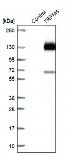 Anti-TRPM5 antibody produced in rabbit 