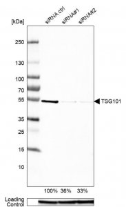 Anti-TSG101 antibody produced in rabbit 