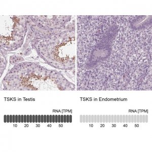 Anti-TSKS antibody produced in rabbit 