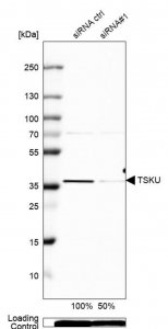 Anti-TSKU antibody produced in rabbit 