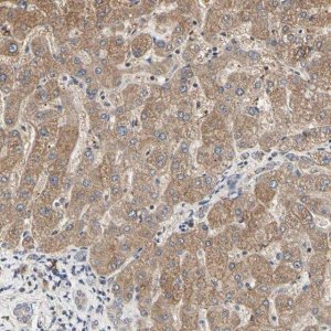 Anti-TSKU antibody produced in rabbit 