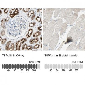 Anti-TSPAN1 antibody produced in rabbit 