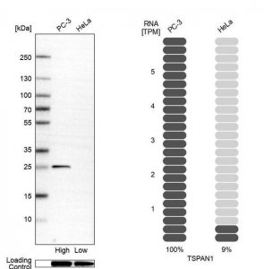 Anti-TSPAN1 antibody produced in rabbit 