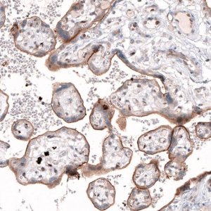 Anti-TSPAN13 antibody produced in rabbit 