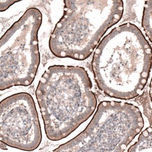 Anti-TSPAN13 antibody produced in rabbit 