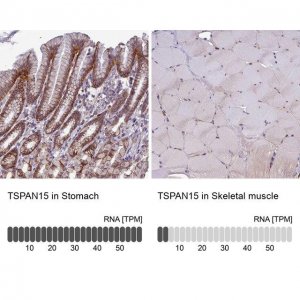 Anti-TSPAN15 antibody produced in rabbit 