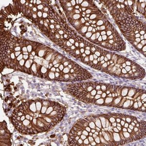 Anti-TSPAN8 antibody produced in rabbit 