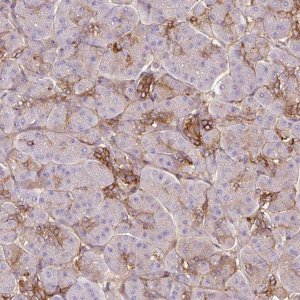 Anti-TSPAN8 antibody produced in rabbit 