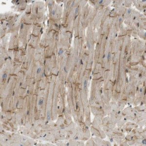 Anti-TSPAN9 antibody produced in rabbit HPA014002-100UL