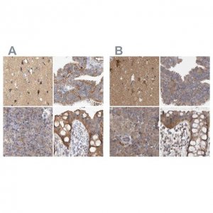 Anti-TSPOAP1 antibody produced in rabbit 