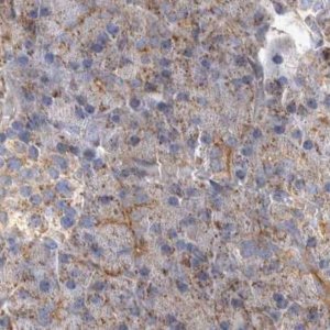 Anti-TSPOAP1 antibody produced in rabbit 