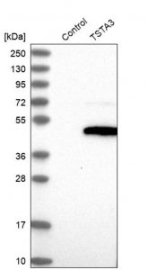 Anti-TSTA3 antibody produced in rabbit HPA023361-100UL