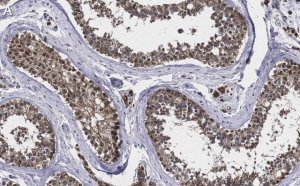 Anti-TSTA3 Antibody, clone 2N10-H1 ZooMAb Rabbit Monoclonal 