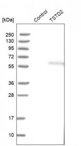Anti-TSTD2 antibody produced in rabbit 