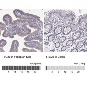 Anti-TTC26 antibody produced in rabbit 