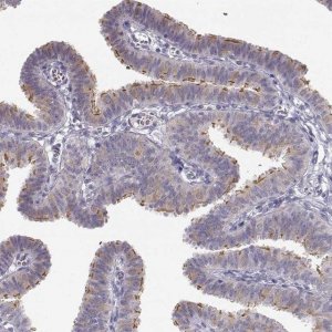 Anti-TTC26 antibody produced in rabbit 