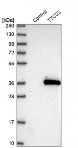Anti-TTC33 antibody produced in rabbit HPA038252-100UL