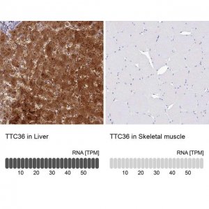 Anti-TTC36 antibody produced in rabbit 