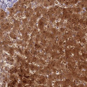 Anti-TTC36 antibody produced in rabbit 