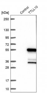 Anti-TTLL10 antibody produced in rabbit 
