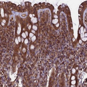 Anti-TTLL10 antibody produced in rabbit 