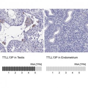 Anti-TTLL13P antibody produced in rabbit 