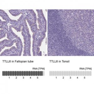 Anti-TTLL6 antibody produced in rabbit 