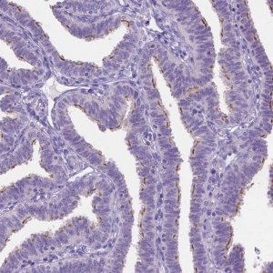 Anti-TTLL6 antibody produced in rabbit 