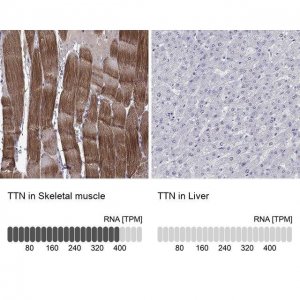 Anti-TTN antibody produced in rabbit 
