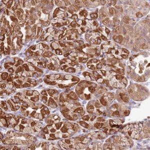 Anti-TTPAL antibody produced in rabbit 