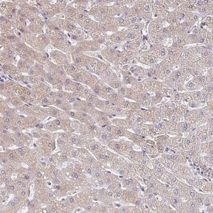 Anti-TTR antibody produced in rabbit HPA002550-100UL
