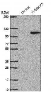 Anti-TUBGCP3 antibody produced in rabbit 