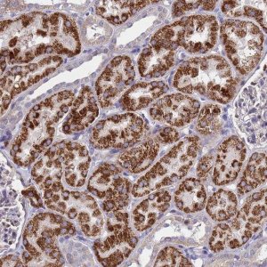 Anti-TUBGCP3 antibody produced in rabbit 