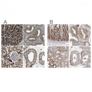 Anti-TUFM antibody produced in rabbit 