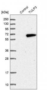 Anti-TULP3 antibody produced in rabbit HPA015285-100UL