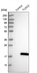 Anti-TUSC2 antibody produced in rabbit 