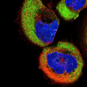 Anti-TUSC2 antibody produced in rabbit 