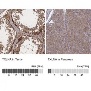 Anti-TXLNA antibody produced in rabbit 