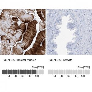 Anti-TXLNB antibody produced in rabbit 