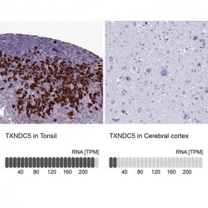 Anti-TXNDC5 antibody produced in rabbit 