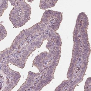 Anti-TXNIP antibody produced in rabbit 