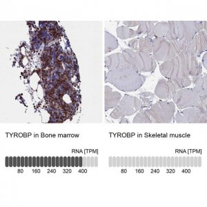 Anti-TYROBP antibody produced in rabbit 