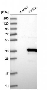 Anti-TYW3 antibody produced in rabbit 