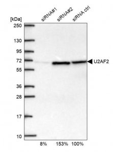 Anti-U2AF2 antibody produced in rabbit HPA043562-100UL